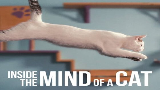 فيلم Inside the Mind of a Cat 2022 مترجم