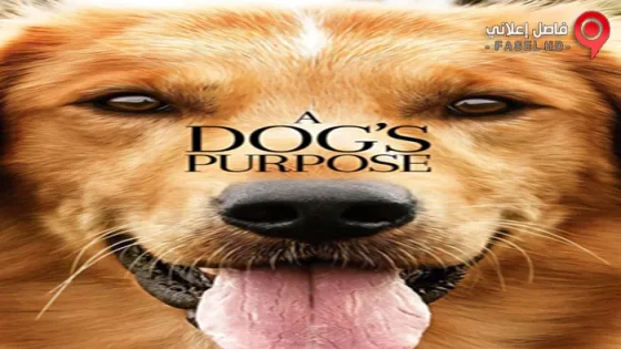 فيلم A Dog’s Purpose 2017 مترجم