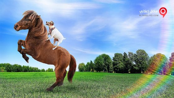 فيلم Adventures of Dally & Spanky 2019 مترجم