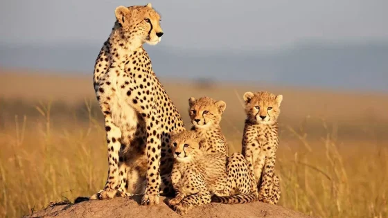 فيلم African Cats 2011 مترجم