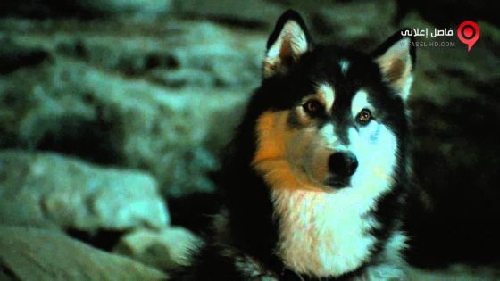 فيلم Against The Wild 2 Survive The Serengeti 2016 مترجم