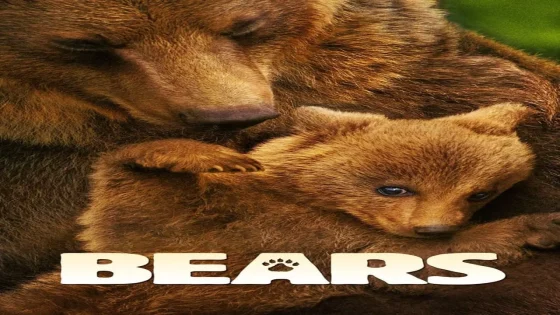 فيلم Bears 2014 مترجم