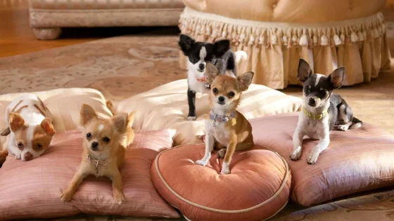 فيلم Beverly Hills Chihuahua 2 2011 مترجم
