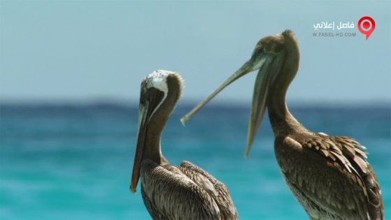 فيلم Cubas Wild Revolution 2020 مترجم