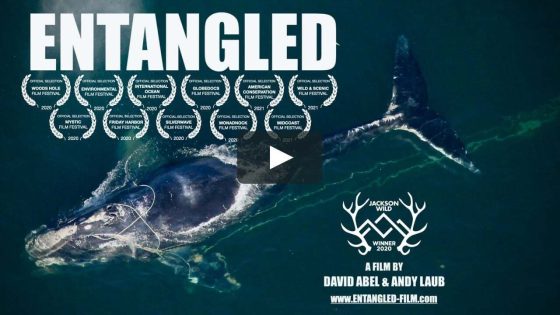فيلم Entangled The Race To Save Right Whales From Extinction 2020 مترجم