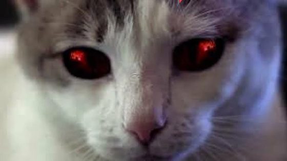 فيلم Hells Kitty 2018 مترجم