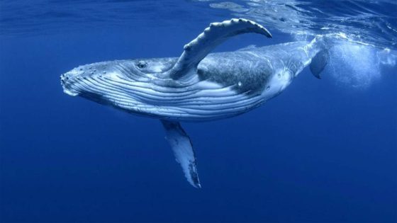 فيلم Humpback Whale Birth of a Giant 2019 مترجم