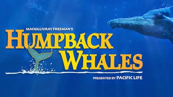 فيلم Humpback Whales 2015 مترجم
