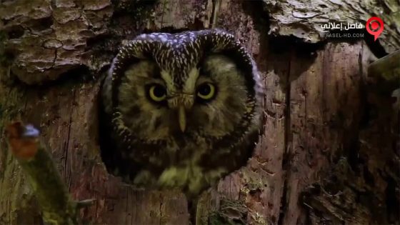 فيلم Masters of the Night 2020 مترجم