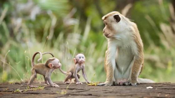 فيلم Monkey Kingdom 2015 مترجم
