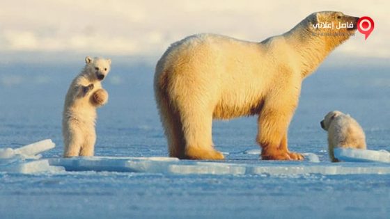 فيلم My Journey with a Polar Bear 2019 مترجم