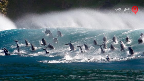 فيلم Oceans Our Blue Planet 2018 مترجم