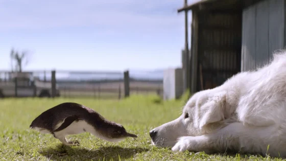 فيلم Oddball 2015 مترجم