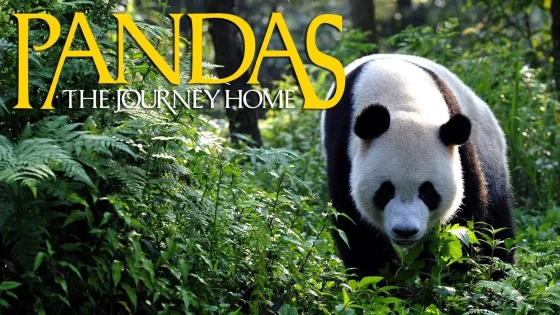 فيلم Pandas: The Journey Home 2014 مترجم