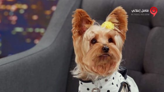 فيلم Pup Star Better 2Gether 2017 مترجم