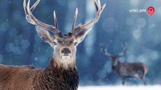 فيلم Snow Animals 2019 مترجم