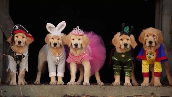 فيلم Spooky Buddies 2011 مترجم