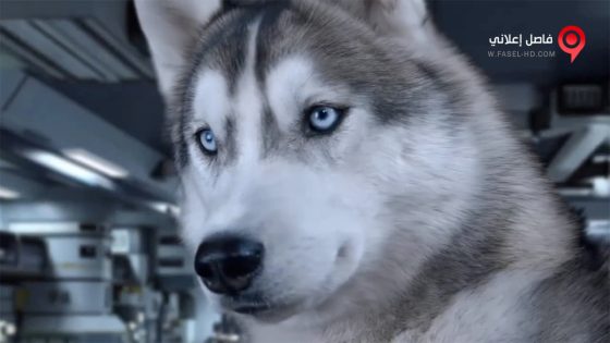 فيلم Star Paws 2016 مترجم