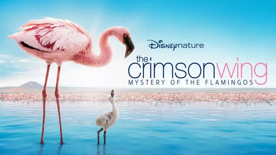 فيلم The Crimson Wing: Mystery of the Flamingos 2008 مترجم