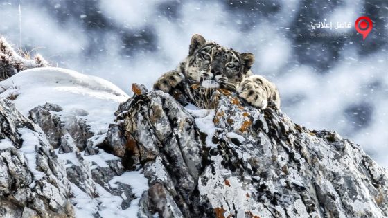 فيلم The Frozen Kingdom of the Snow Leopard 2020 مترجم