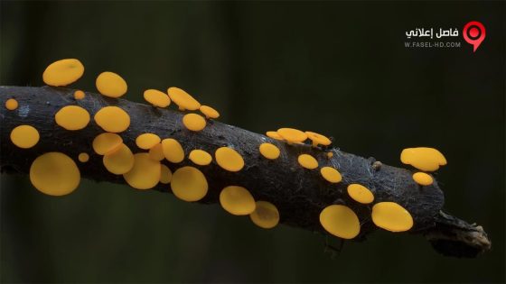 فيلم The Kingdom- How Fungi Made Our World 2018 مترجم