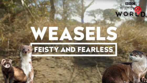 فيلم Weasels Feisty and Fearless 2019 مترجم