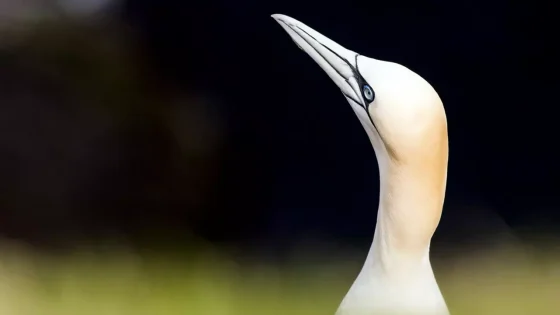 فيلم Wild Shetland: Scotland’s Viking Frontier 2019 مترجم