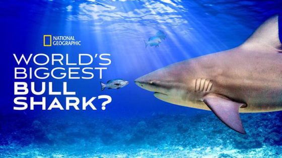 فيلم World s Biggest Bull Shark 2021 مترجم
