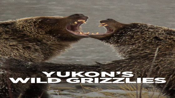 فيلم Yukons Wild Grizzlies 2021 مترجم