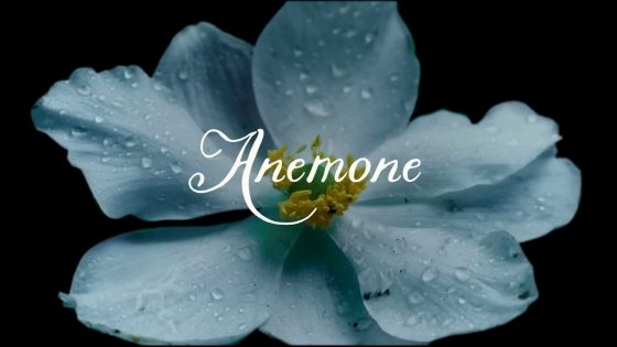 فيلم Anemone 2025 مترجم